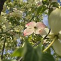 Cornus 'Norman Hadden' - 2