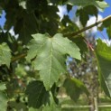 Acer Rubrum 'Brandywine' - Foto 1