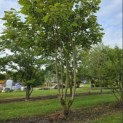 Catalpa erubescens 'Purpurea' - Foto 2