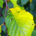 Carpinus betulus