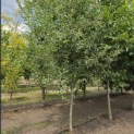 Malus domestica 'Lombarts' - Foto 1