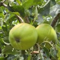 Malus domestica 'Lombarts' - Foto 2