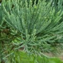 Sequoiadendron giganteum 'Glaucum' - Afbeelding 3