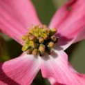 Cornus florida 'Cherokee Chief' - 3
