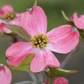 Cornus florida 'Cherokee Chief' - 4