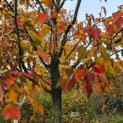 Acer rufinerve als parasolboom