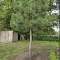 Pinus nigra 'Nigra' - 3