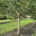 Pinus nigra 'Nigra' - 3
