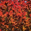 Fagus sylvatica 'Atropunicea' - BLAD MEI 2026