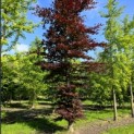 Fagus sylvatica 'Atropunicea' - 2