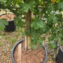 Acer campestre 'Green Column' - Foto 1