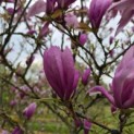 Magnolia 'Susan' - 1