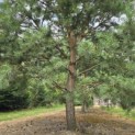 Pinus sylvestris - 7