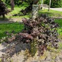 Fagus sylvatica 'Atropunicea' - 3