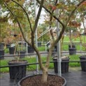 Parrotia persica - 3