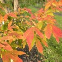 Acer Triflorum - Foto 6