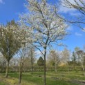 Amelanchier lamarckii - 2