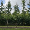 Ginkgo biloba - Foto 5