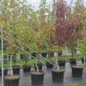 Liquidambar styraciflua op voetstam - Foto 1