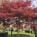 Acer palmatum 'Garnet' - 1