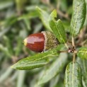 Quercus ilex - Foto 1