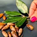 Quercus ilex - Foto 2