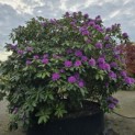 Rhododendron 'Catawbiense Grandiflorum - 2