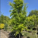 Fagus sylvatica 'Dawyck Gold' - mei 2026