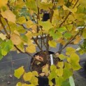 Tilia cordata 'Winter Orange' - 1