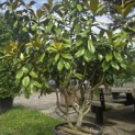 Magnolia grandiflora 'Goliath' - 2