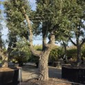 Quercus Suber - Foto 4