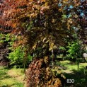 Fagus sylvatica Atropunicea - Afbeelding 1