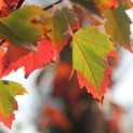 Acer rubrum 'Red Sunset' - 2