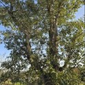 Quercus Suber - 4