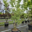 Acer negundo 'Flamingo' - Foto 5
