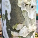 #38 Platanus x hispanica Platane Sortiment Ten Hoven