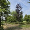 Fagus sylvatica 'Riversii' - mei 2026