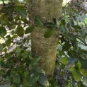 Fagus sylvatica 'Atropunicea' - 1
