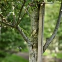 Amelanchier arborea 'Robin Hill' - Foto 3
