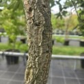 Quercus Suber - 7