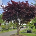 Acer palmatum 'Bloodgood' - Foto 2