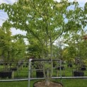 Cornus controversa - 2