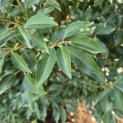 Prunus Lusitanica - 4