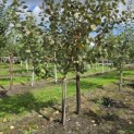Malus domestica 'Schone van Boskoop' - 1