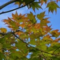 Acer palmatum 'Tsumabeni' - 4