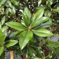 Magnolia grandiflora 'Galissonnière' - Foto 4