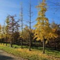 Ginkgo biloba - 1