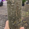 Quercus Palustris - 4