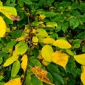 Carpinus betulus