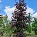 #1048 Fagus sylvatica 'Riversii' Geadelte Rotbuche